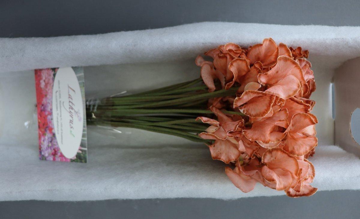 Срезанные цветы оптом Lathyrus paint chocolate magic от 30шт из Голландии с доставкой по России