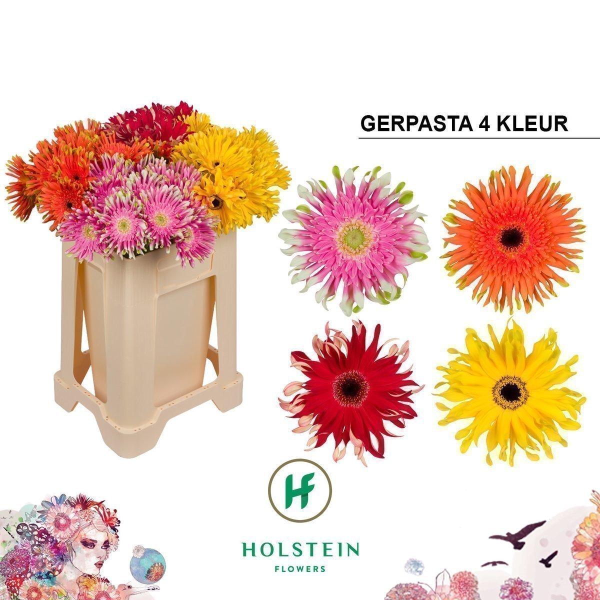 Срезанные цветы оптом Gerbera gerpasta mix от 40шт из Голландии с доставкой по России