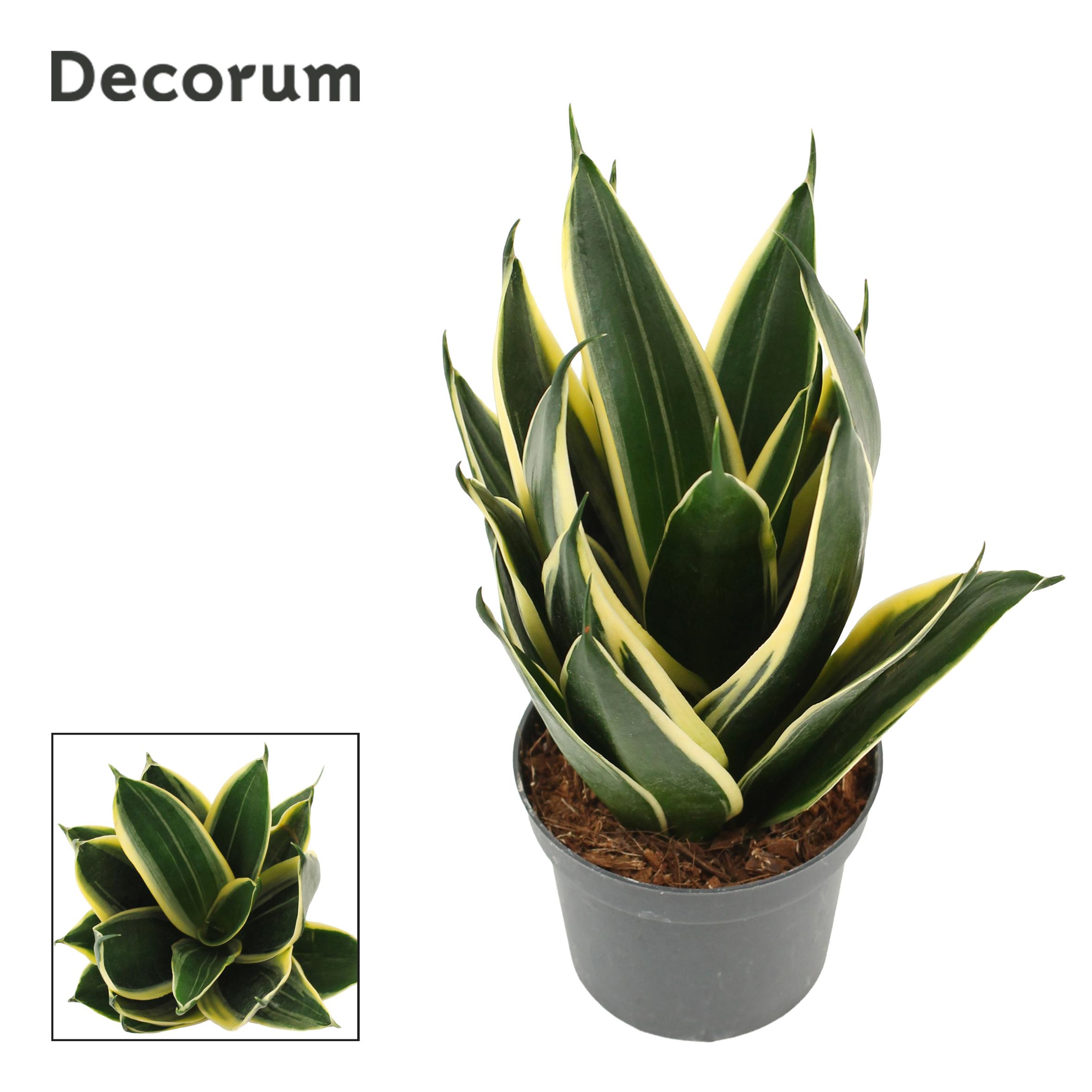 Горшечные цветы и растения оптом Sansevieria Hahnii 9 Cm Glimmering (decorum) от 18шт (для телеги) из Голландии с доставкой по России