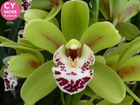 Срезанные цветы оптом Minicymbidium green camelford от 20шт. из Голландии с доставкой по России