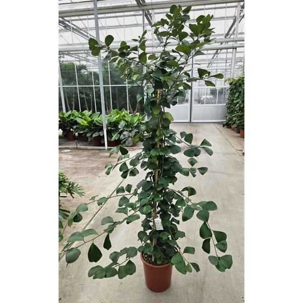 Горшечные цветы и растения оптом Ficus Trinova от 1шт из Голландии с доставкой по России