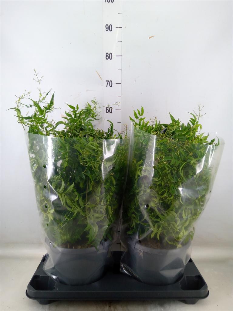 Горшечные цветы и растения оптом Jasminum Polyanthum от 2шт из Голландии с доставкой по России