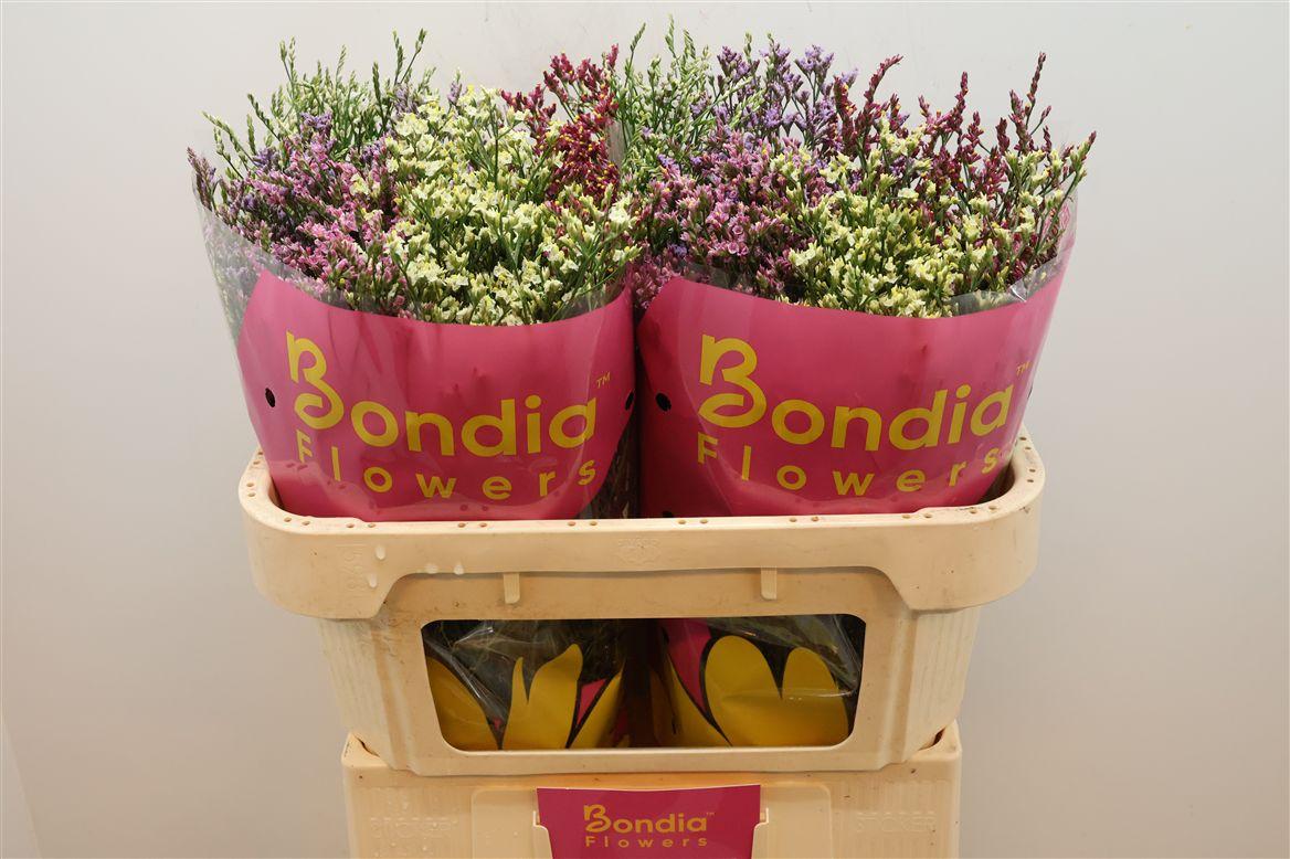 Срезанные цветы оптом Limonium diamond mix in bucket от 50шт из Голландии с доставкой по России