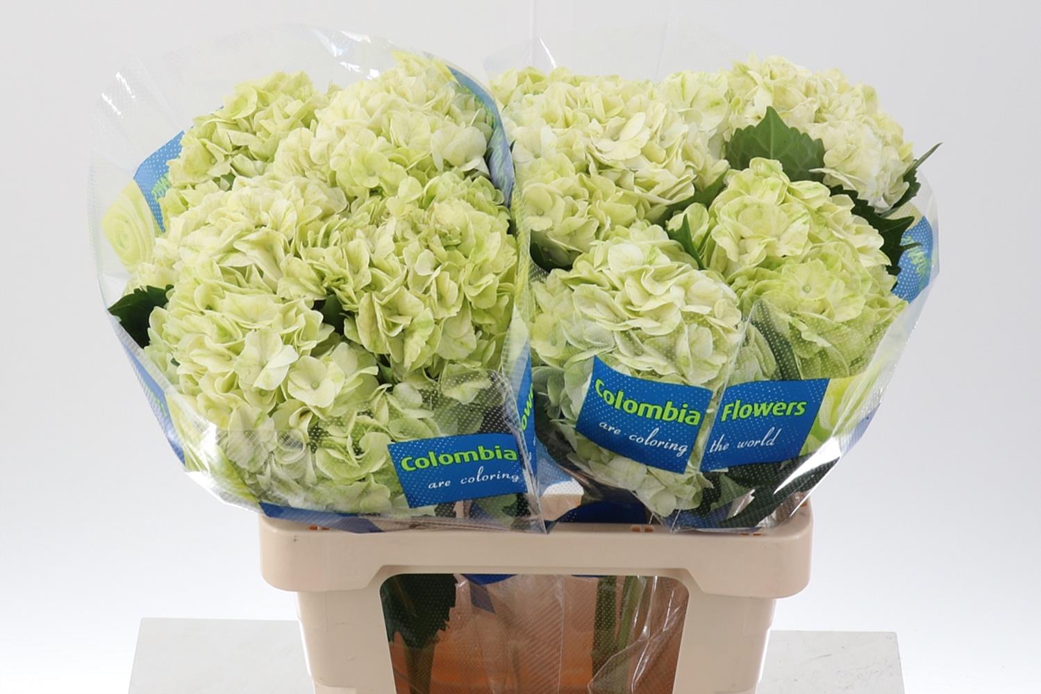 Срезанные цветы оптом Hydrangea lime green от 10шт из Голландии с доставкой по России