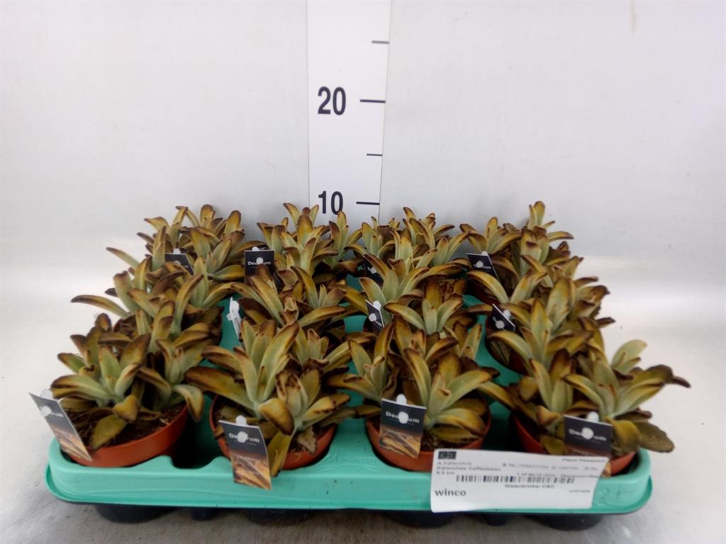 Горшечные цветы и растения оптом Kalanchoe Nf   ... от 12шт (для телеги) из Голландии с доставкой по России