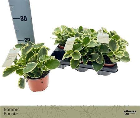 Горшечные цветы и растения оптом Peperomia Obtusifolia Variegata от 6шт из Голландии с доставкой по России