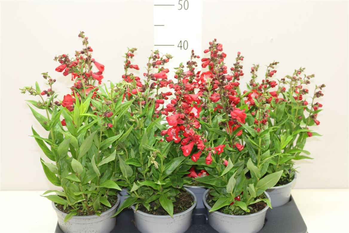 Горшечные цветы и растения оптом Penstemon Tub Bells Red от 6шт из Голландии с доставкой по России