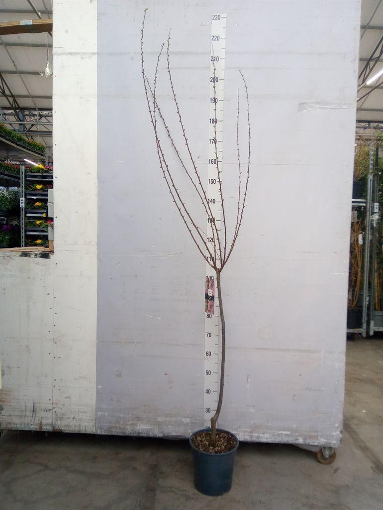 Горшечные цветы и растения оптом Prunus Triloba от 1шт из Голландии с доставкой по России