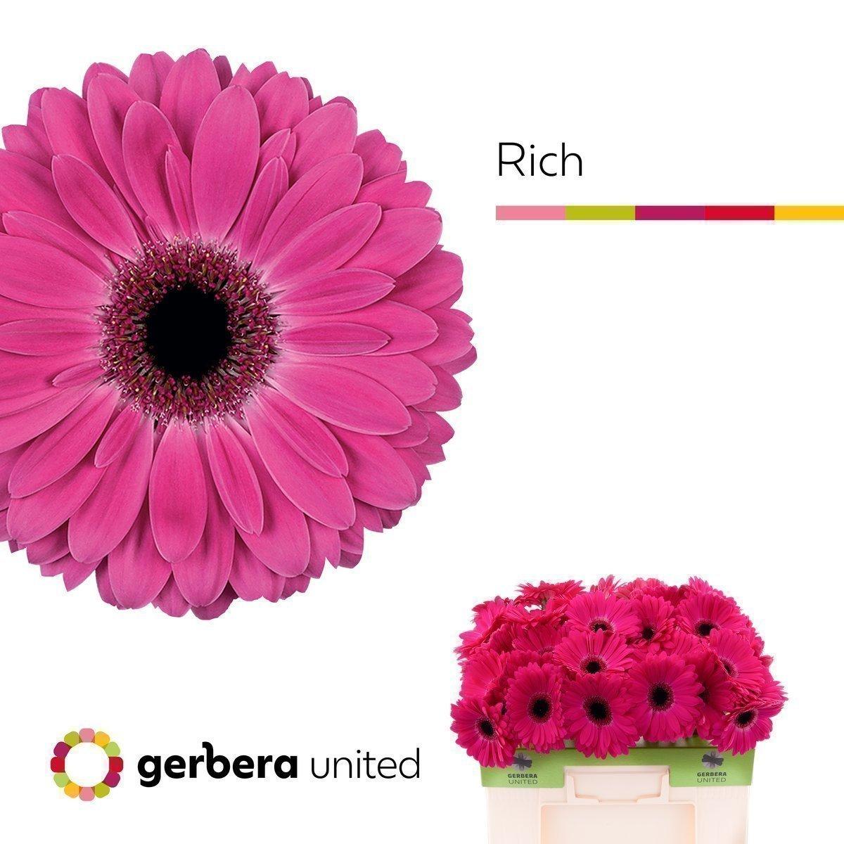 Срезанные цветы оптом Gerbera rich от 40шт. из Голландии с доставкой по России
