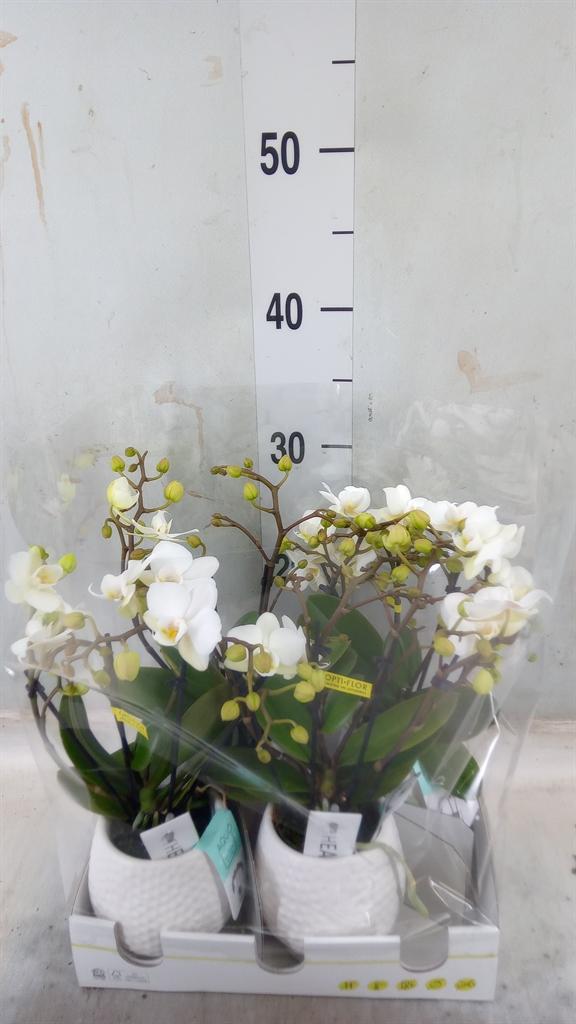 Горшечные цветы и растения оптом Phal 4st Bo Sweety White (opti) от 4шт (для телеги) из Голландии с доставкой по России
