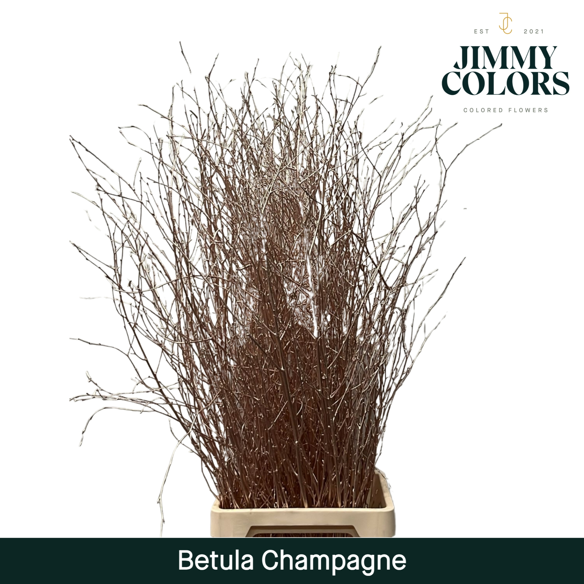 Срезанные цветы оптом Betula paint champagne от 10шт из Голландии с доставкой по России