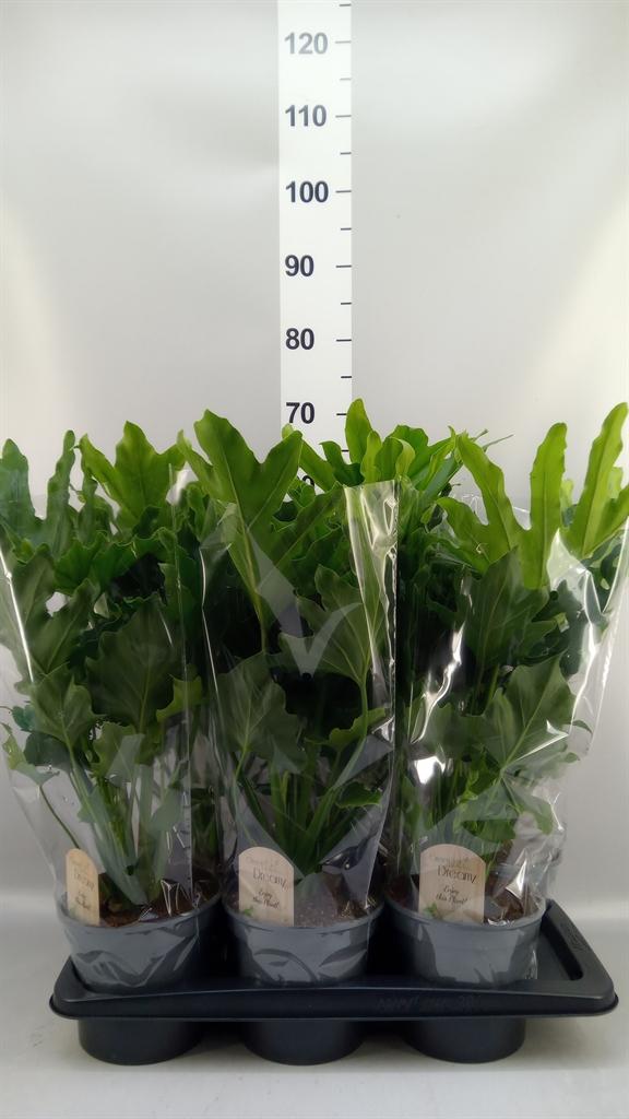 Горшечные цветы и растения оптом Philodendron Bipinn. little Hope от 6шт из Голландии с доставкой по России