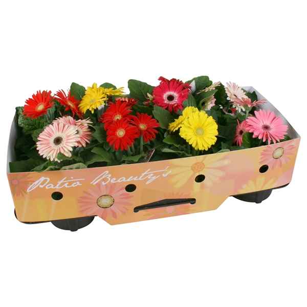 Горшечные цветы и растения оптом Gerbera Patio Beauty 2+ от 10шт из Голландии с доставкой по России