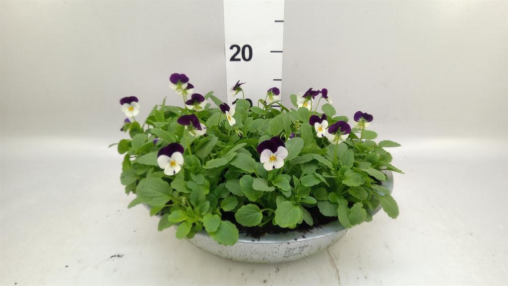 Горшечные цветы и растения оптом Viola Corn. evo Mini White Purple от 1шт (для телеги) из Голландии с доставкой по России