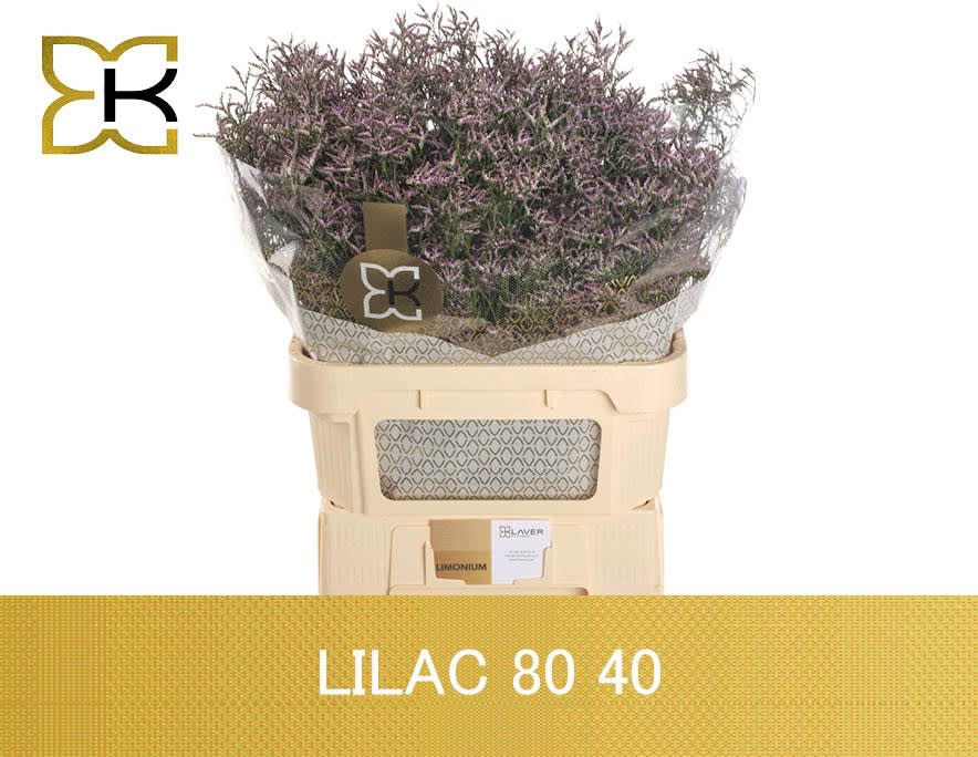 Срезанные цветы оптом Limonium safora lilac от 50шт.. из Голландии с доставкой по России