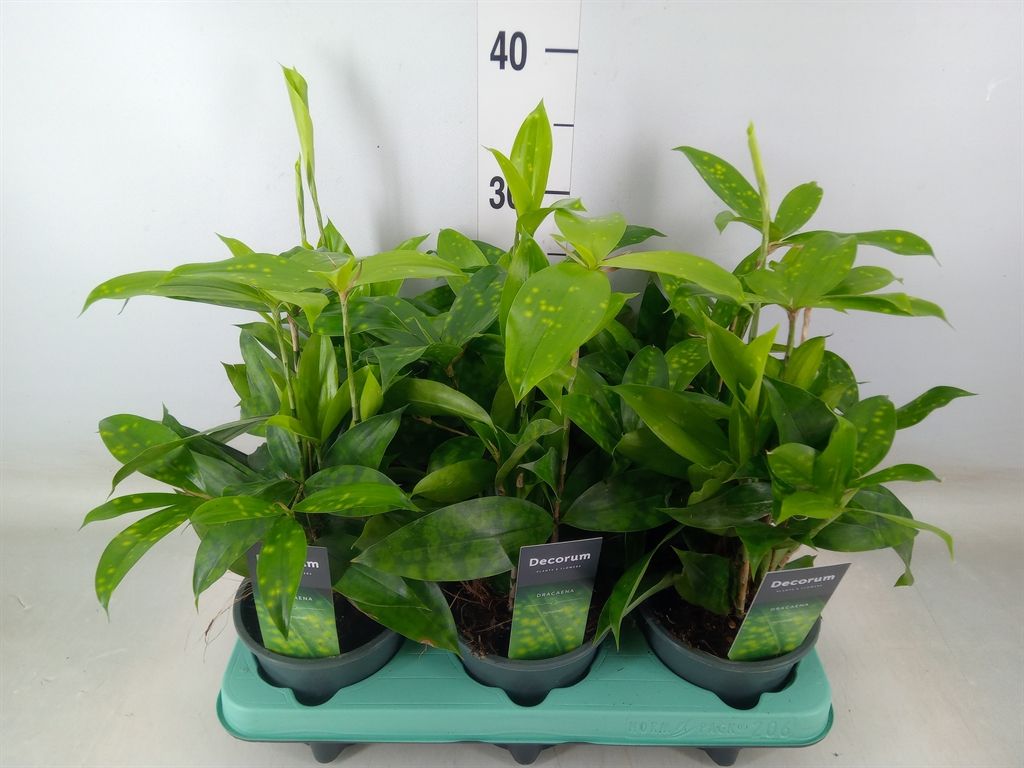 Горшечные цветы и растения оптом Dracaena Surculosa от 6шт из Голландии с доставкой по России