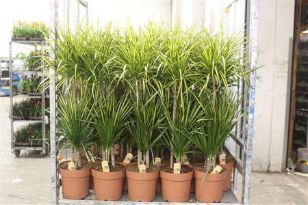 Горшечные цветы и растения оптом Dra Marg Sunray 60-30-15 Cm от 1шт из Голландии с доставкой по России