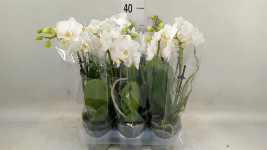 Горшечные цветы и растения оптом Phalaenopsis Multi.   ...white от 6шт (для телеги) из Голландии с доставкой по России