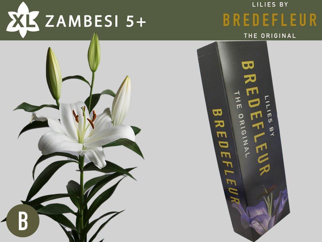 Срезанные цветы оптом Lilium or zambesi от 60шт из Голландии с доставкой по России