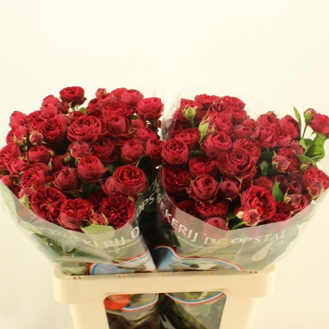 Срезанные цветы оптом Rosa spray maroon от 30шт из Голландии с доставкой по России