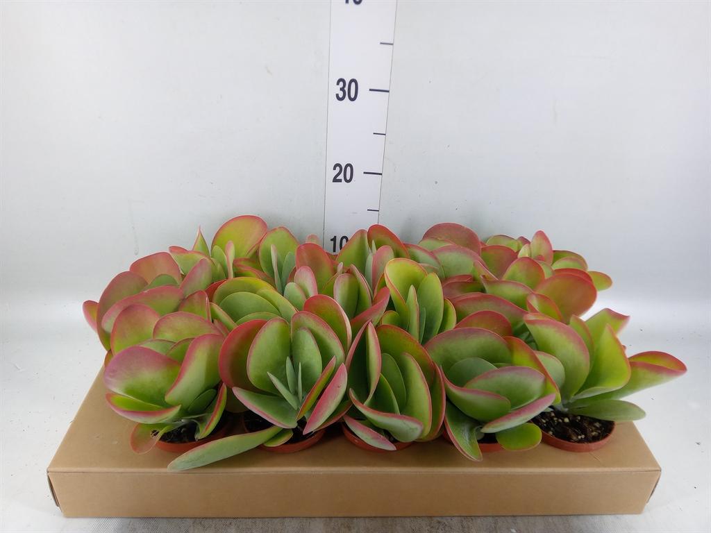 Горшечные цветы и растения оптом Kalanchoe Nf Thyrsiflora от 15шт (для телеги) из Голландии с доставкой по России