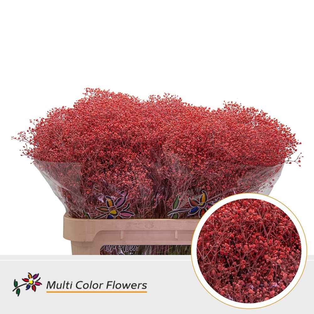 Срезанные цветы оптом Gyps fine paint coral от 50шт. из Голландии с доставкой по России
