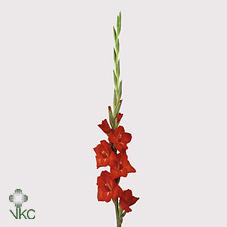 Срезанные цветы оптом Gladiolus la chinon от 50шт из Голландии с доставкой по России Срезанные цветы оптом Gladiolus la chinon от 50шт из Голландии с доставкой по России