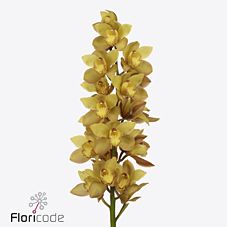 Срезанные цветы оптом Cymbidium gold от 6шт. из Голландии с доставкой по России