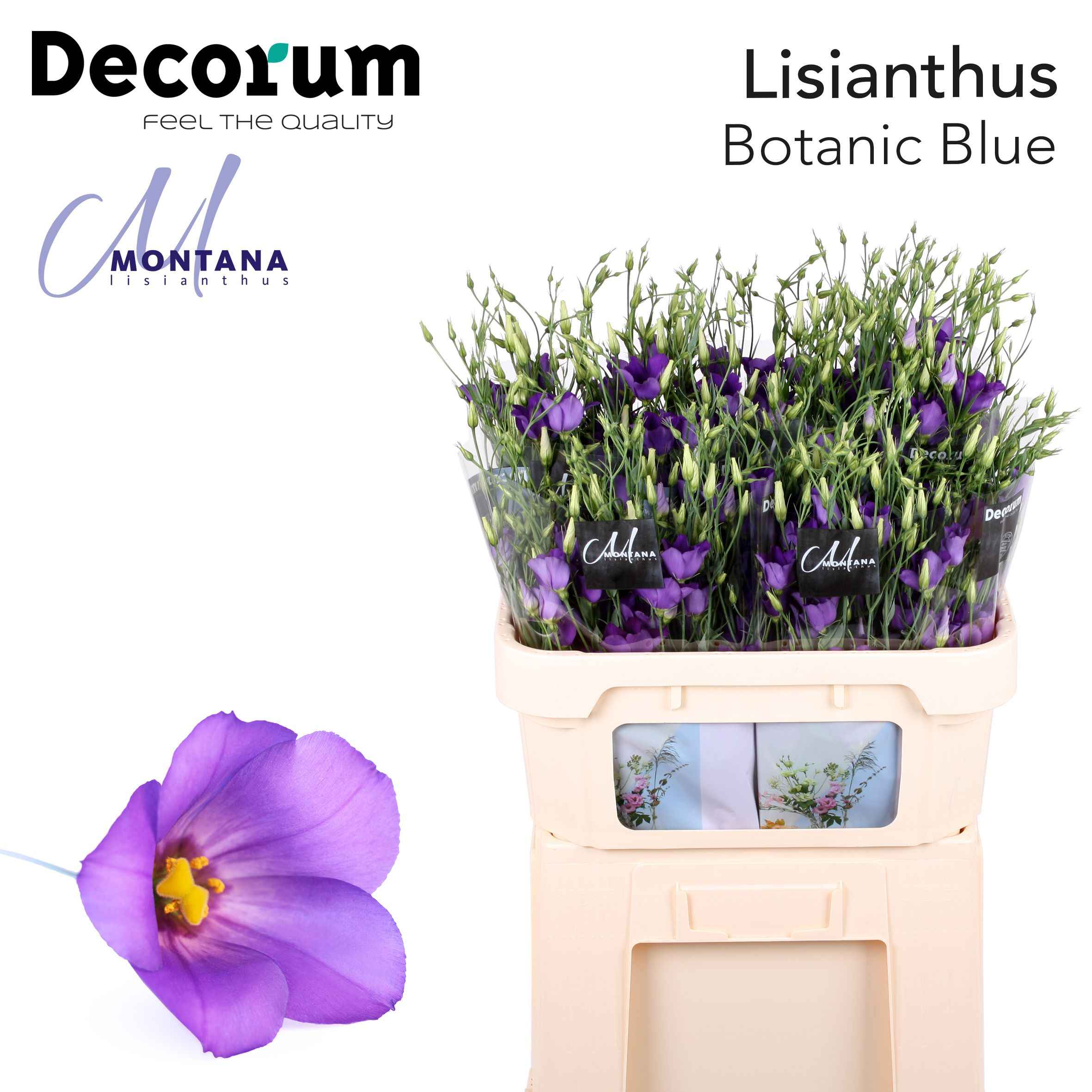 Срезанные цветы оптом Lisianthus si botanic blue от 40шт из Голландии с доставкой по России
