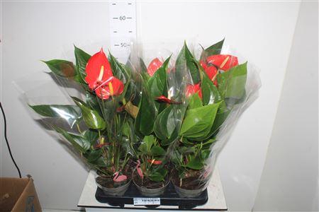 Горшечные цветы и растения оптом Anthu An Hello Merlo 4-5 Bloemen+ от 6шт из Голландии с доставкой по России