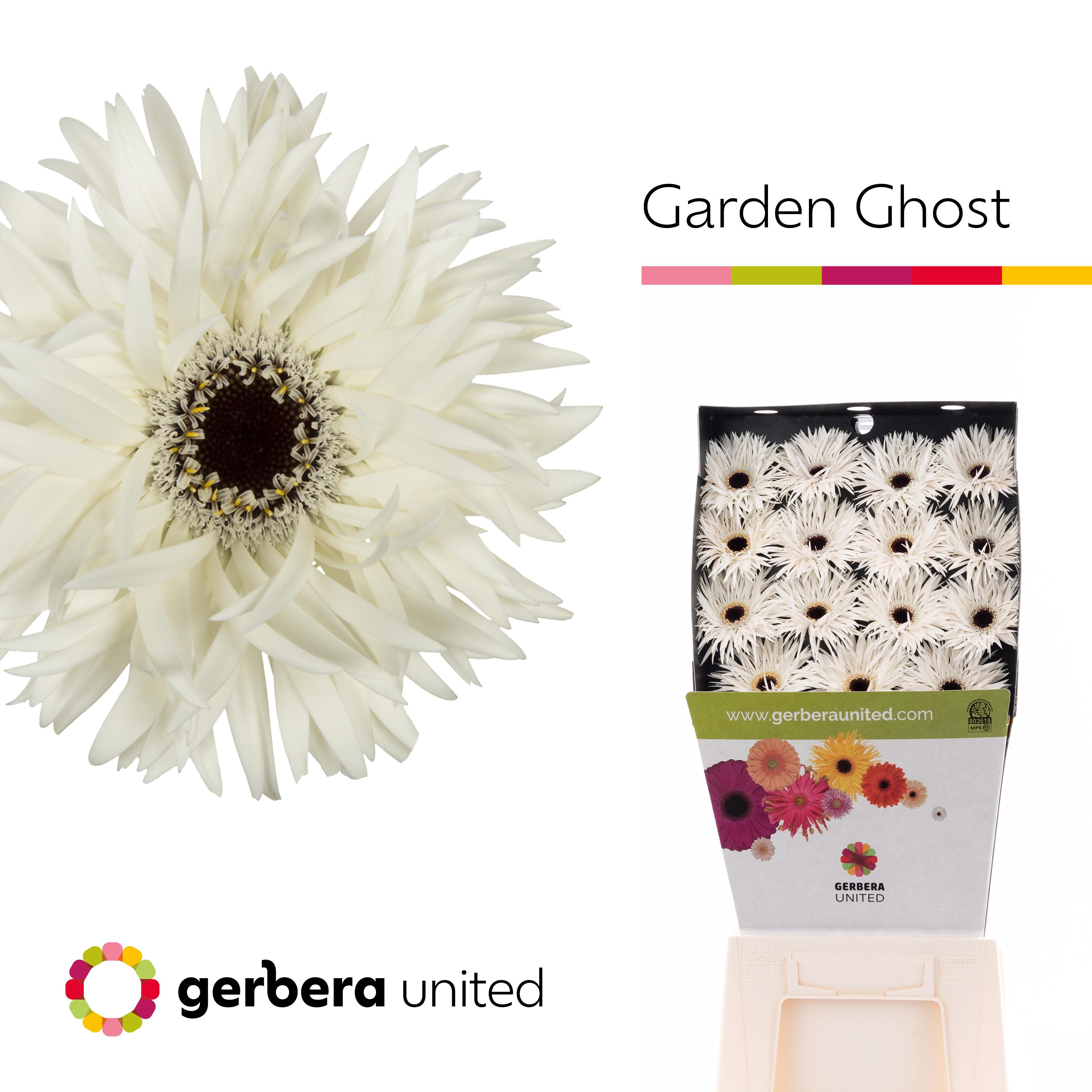 Срезанные цветы оптом Gerbera diamond garden ghost от 45шт из Голландии с доставкой по России