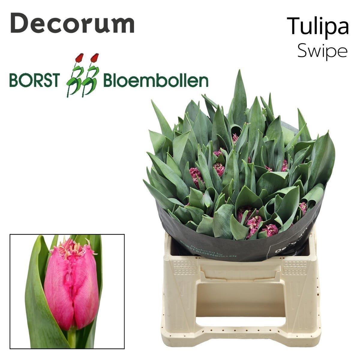 Срезанные цветы оптом Tulipa fr swipe от 50шт из Голландии с доставкой по России