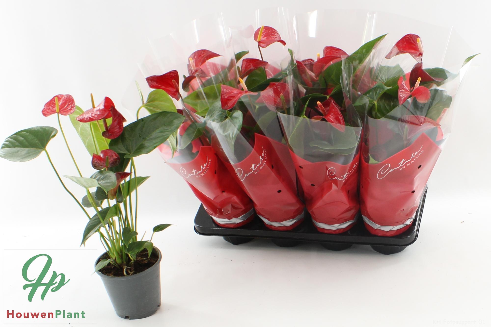 Горшечные цветы и растения оптом Anthu An Red Bull от 8шт из Голландии с доставкой по России