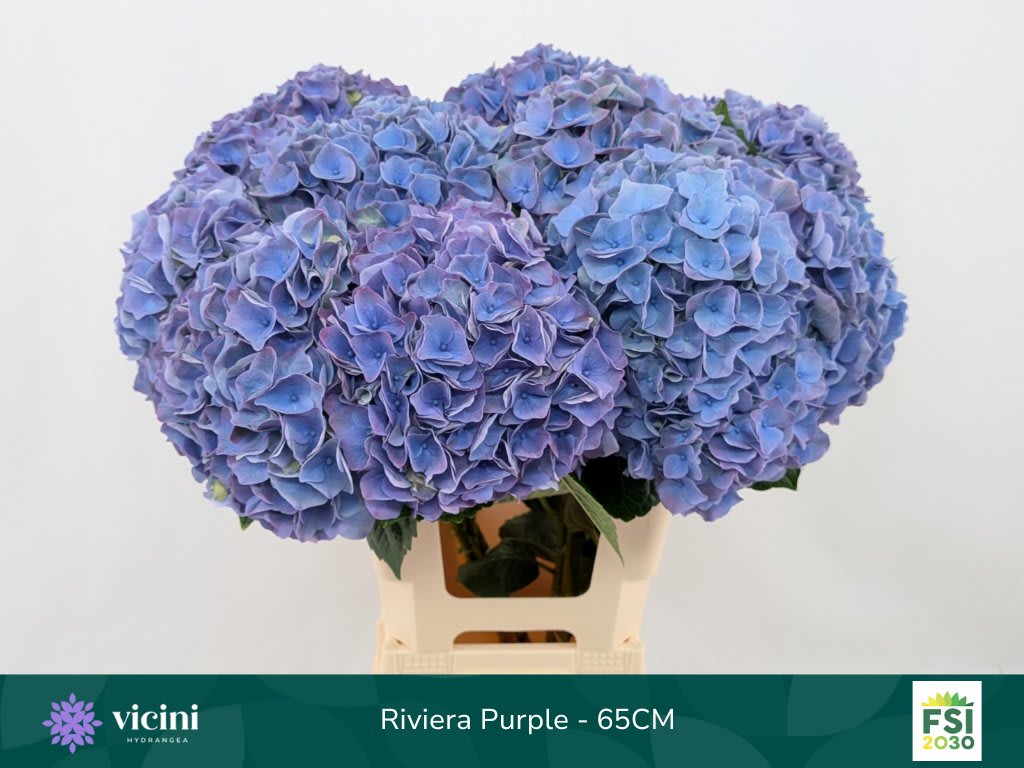 Срезанные цветы оптом Hydrangea my beautiful riviera от 10шт из Голландии с доставкой по России