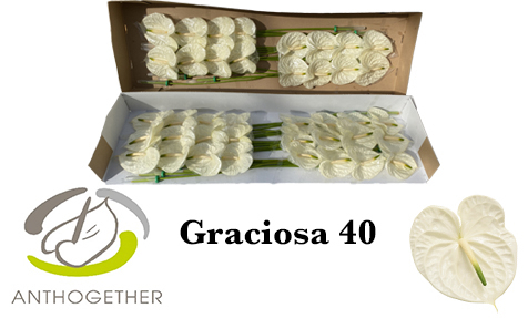 Срезанные цветы оптом Anthurium graciosa 224 от 40шт из Голландии с доставкой по России