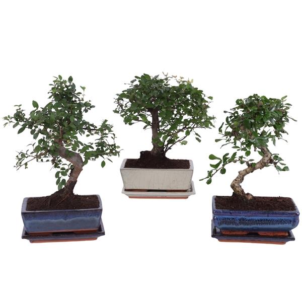 Горшечные цветы и растения оптом Bonsai Mix In Ceramic Ball/s-shape With Sa от 6шт из Голландии с доставкой по России