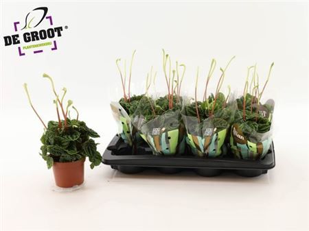 Горшечные цветы и растения оптом Pep Ca Lilian * Spring Deal * от 8шт из Голландии с доставкой по России