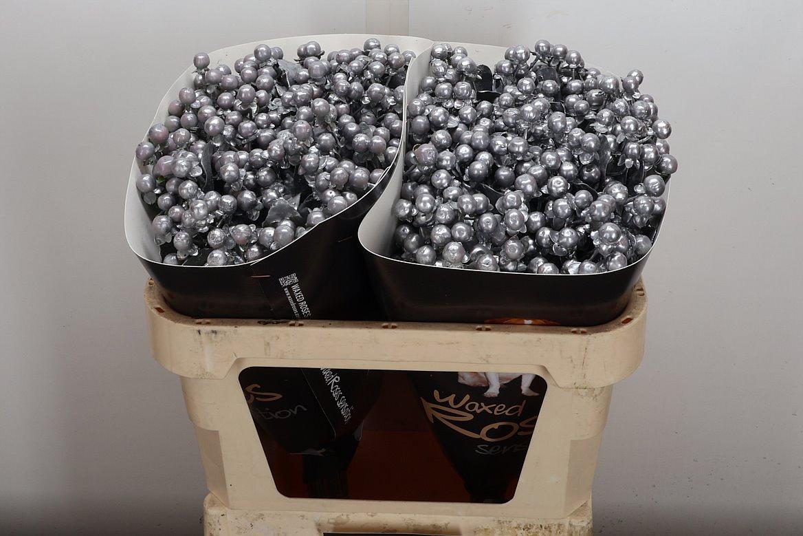 Срезанные цветы оптом Hypericum wax silver от 50шт из Голландии с доставкой по России