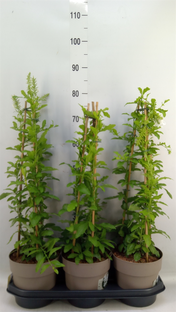 Горшечные цветы и растения оптом Plumbago Auriculata от 3шт из Голландии с доставкой по России