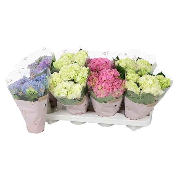Горшечные цветы и растения оптом Hydrangea Ma Mix 3+ от 8шт из Голландии с доставкой по России