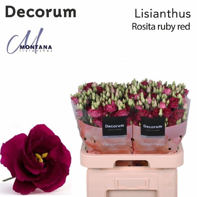Срезанные цветы оптом Lisianthus do rosita red от 40шт из Голландии с доставкой по России