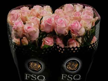 Срезанные цветы оптом Rosa ec duchesse от 40шт из Голландии с доставкой по России