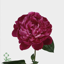 Срезанные цветы оптом Paeonia red sarah bernhardt от 60шт из Голландии с доставкой по России