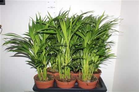 Горшечные цветы и растения оптом Dypsis Lutescens 20pp от 6шт из Голландии с доставкой по России