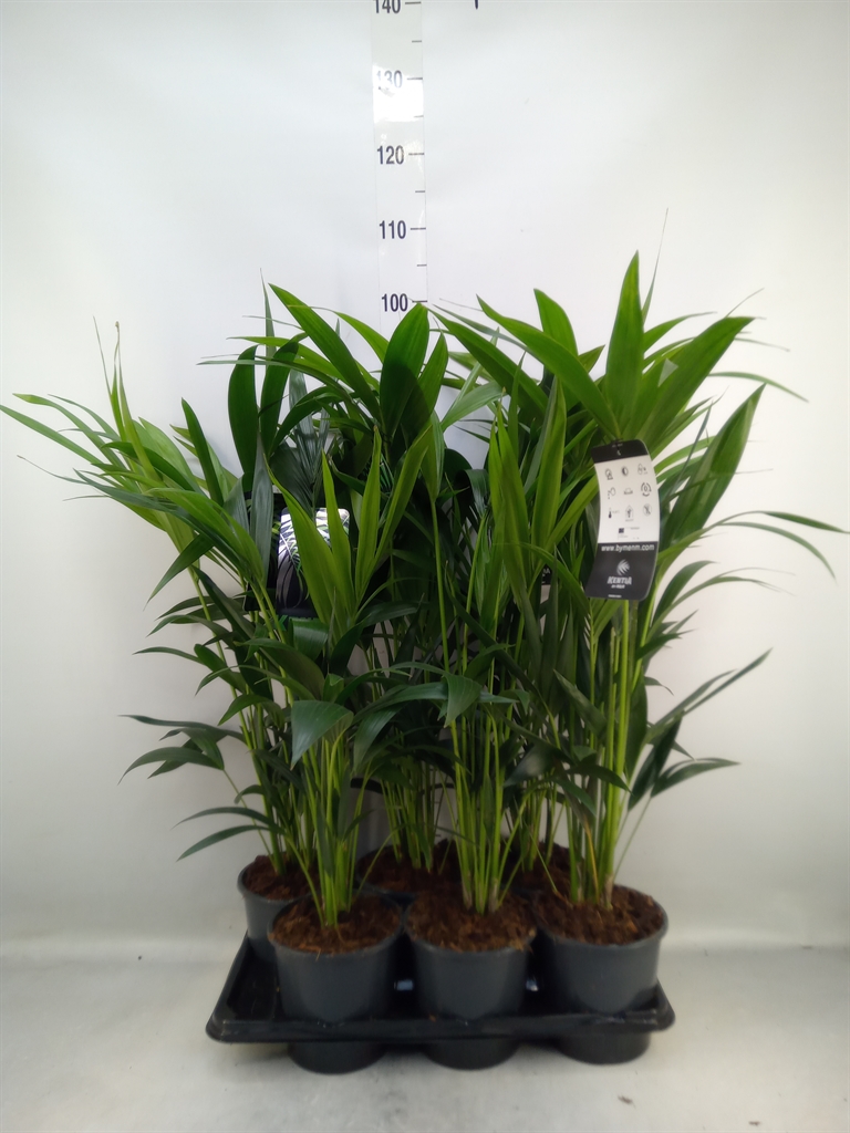 Горшечные цветы и растения оптом Howea Forsteriana от 6шт из Голландии с доставкой по России