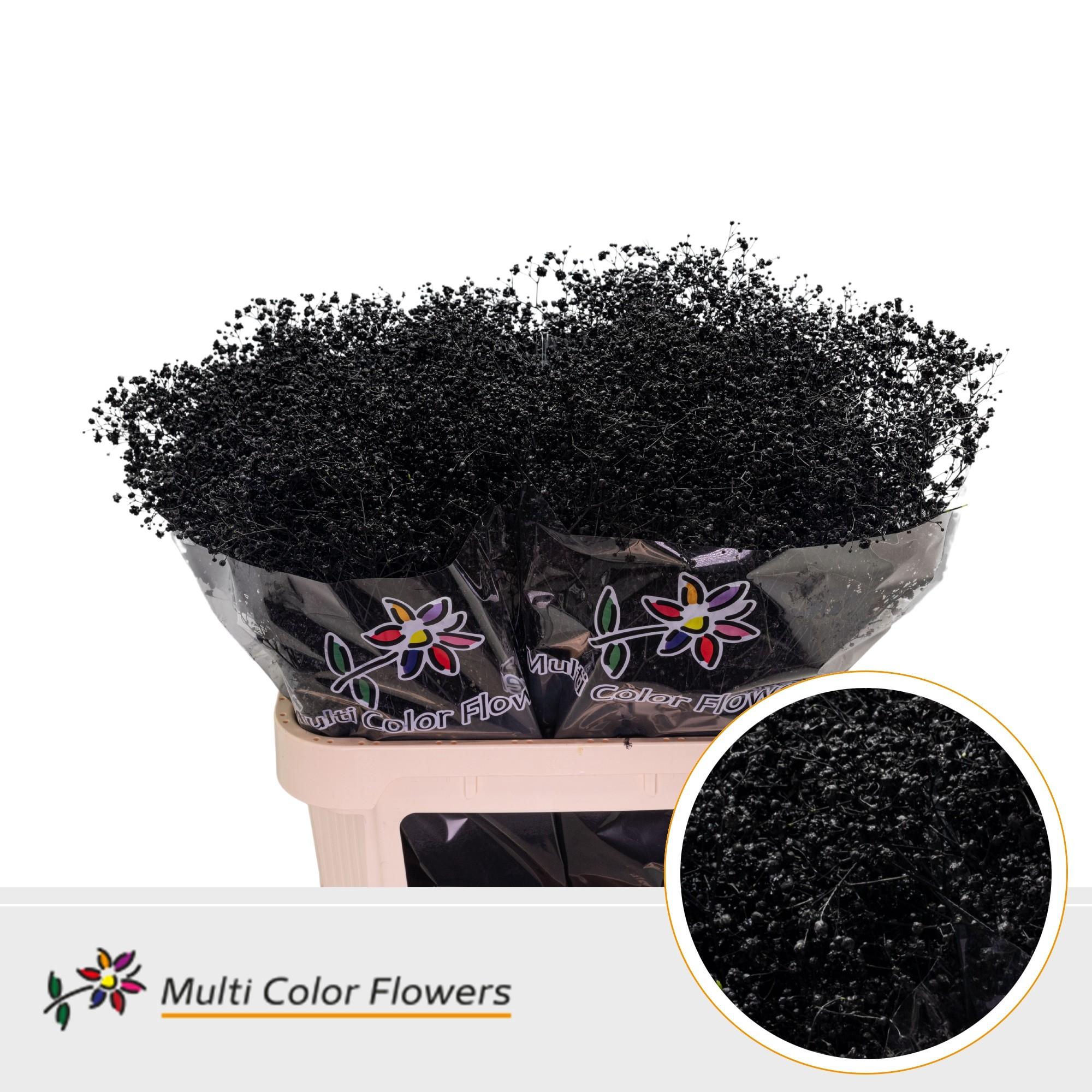 Срезанные цветы оптом Gyps large paint black от 50шт из Голландии с доставкой по России