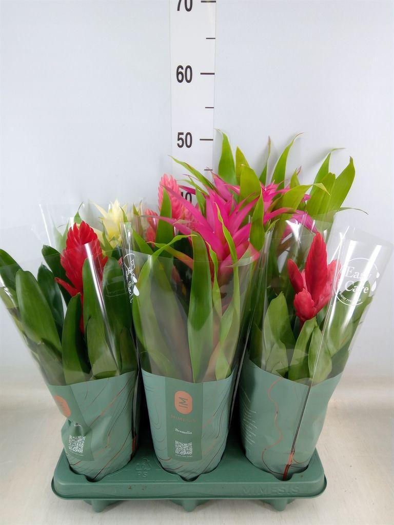 Горшечные цветы и растения оптом Bromelia   ...mix от 6шт из Голландии с доставкой по России