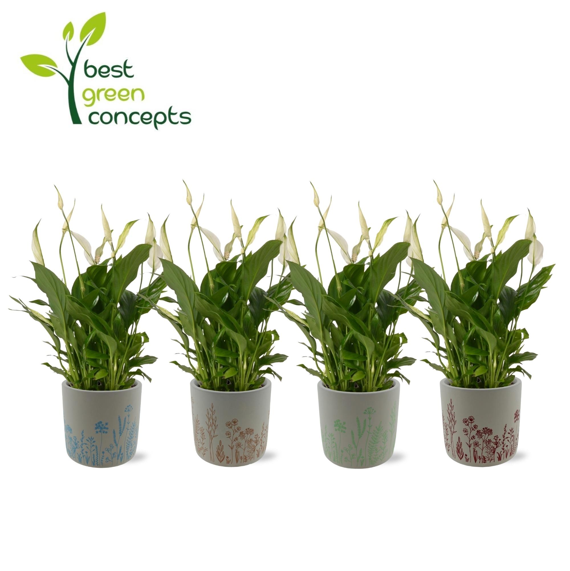 Горшечные цветы и растения оптом Spath Ov от 5шт из Голландии с доставкой по России