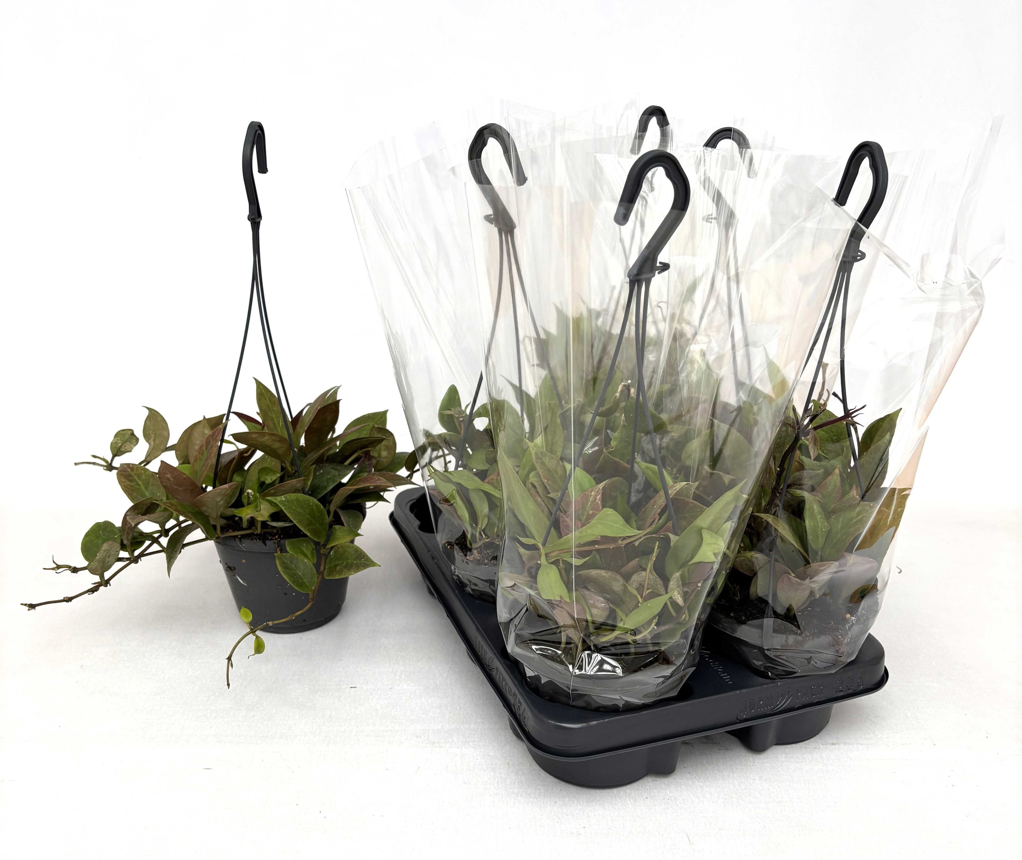 Горшечные цветы и растения оптом Hoya Sunrise от 6шт из Голландии с доставкой по России