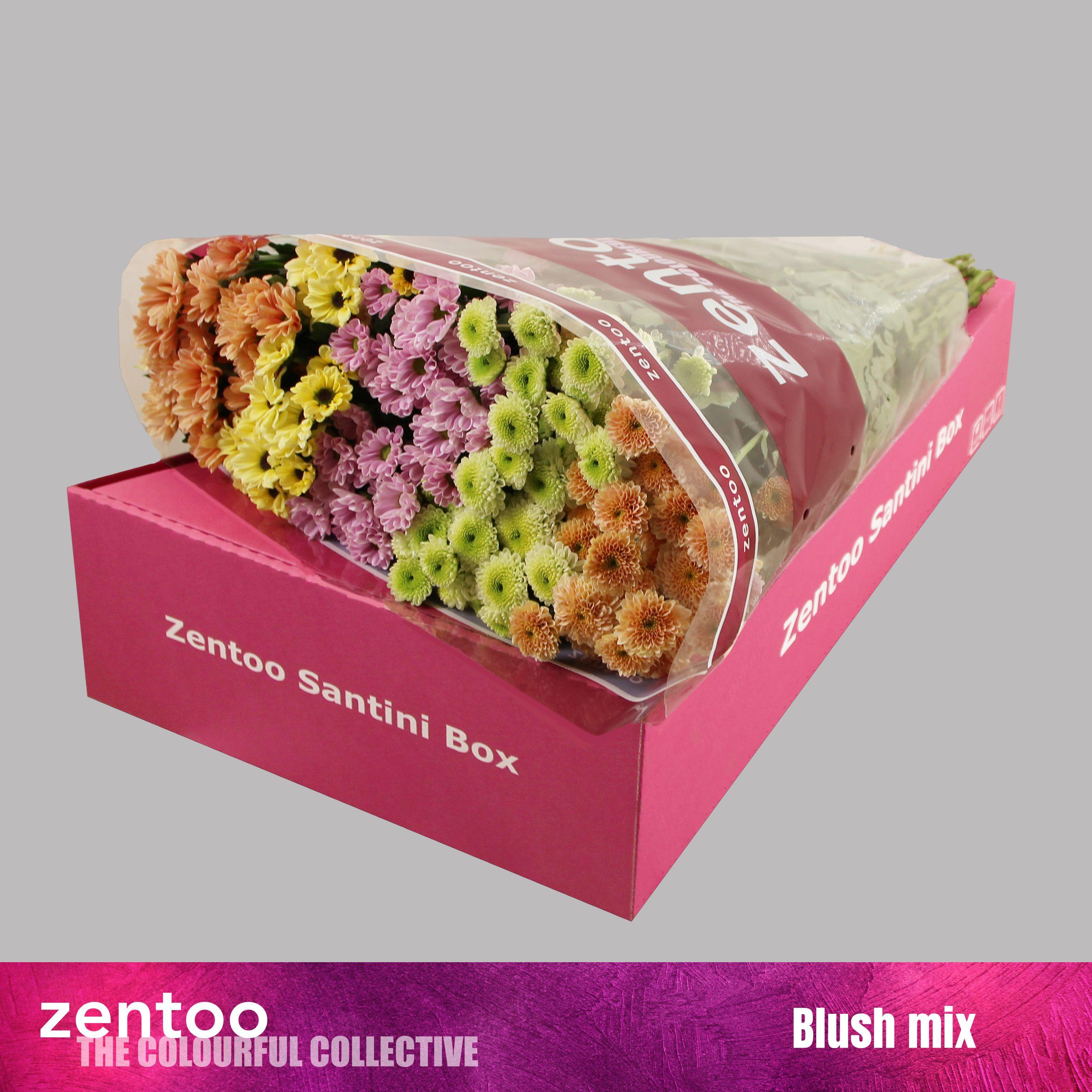 Срезанные цветы оптом Chrys sa mix blush от 25шт из Голландии с доставкой по России